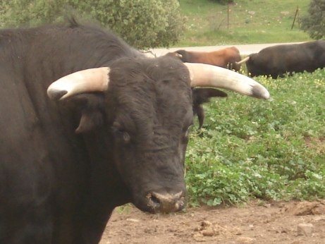 muuuuu.JPG